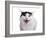 Turkish Van Cat-Fabio Petroni-Framed Photographic Print