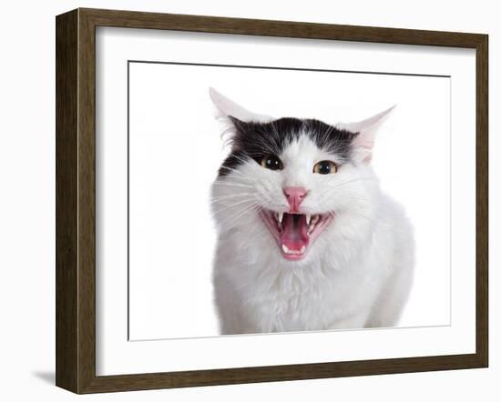 Turkish Van Cat-Fabio Petroni-Framed Photographic Print