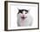 Turkish Van Cat-Fabio Petroni-Framed Photographic Print