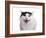 Turkish Van Cat-Fabio Petroni-Framed Photographic Print