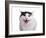 Turkish Van Cat-Fabio Petroni-Framed Photographic Print