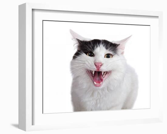 Turkish Van Cat-Fabio Petroni-Framed Photographic Print