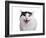 Turkish Van Cat-Fabio Petroni-Framed Photographic Print