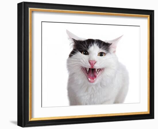 Turkish Van Cat-Fabio Petroni-Framed Photographic Print