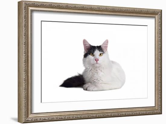 Turkish Van Cat-Fabio Petroni-Framed Photographic Print