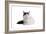 Turkish Van Cat-Fabio Petroni-Framed Photographic Print