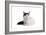 Turkish Van Cat-Fabio Petroni-Framed Photographic Print