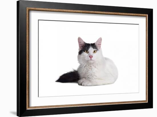 Turkish Van Cat-Fabio Petroni-Framed Photographic Print