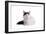 Turkish Van Cat-Fabio Petroni-Framed Photographic Print