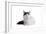 Turkish Van Cat-Fabio Petroni-Framed Photographic Print