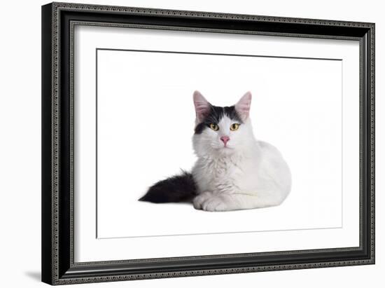 Turkish Van Cat-Fabio Petroni-Framed Photographic Print