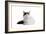 Turkish Van Cat-Fabio Petroni-Framed Photographic Print