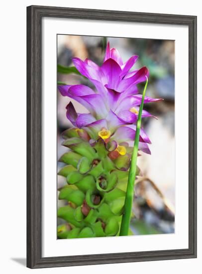 Turmeric Flower, Kerala, India, Asia-Martin Child-Framed Photographic Print