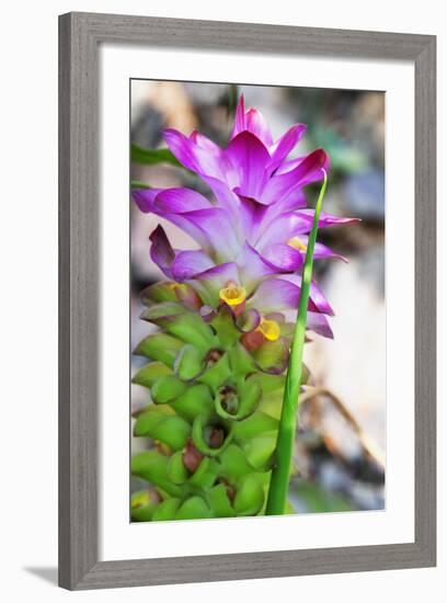 Turmeric Flower, Kerala, India, Asia-Martin Child-Framed Photographic Print