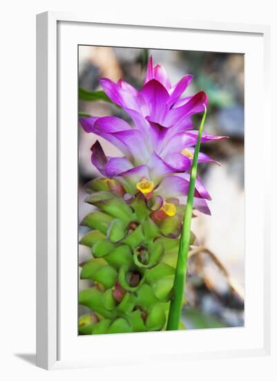 Turmeric Flower, Kerala, India, Asia-Martin Child-Framed Photographic Print