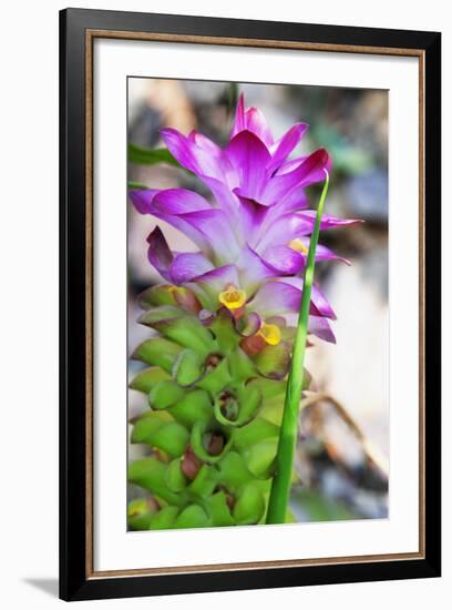 Turmeric Flower, Kerala, India, Asia-Martin Child-Framed Photographic Print