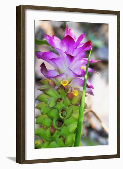 Turmeric Flower, Kerala, India, Asia-Martin Child-Framed Photographic Print