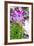 Turmeric Flower, Kerala, India, Asia-Martin Child-Framed Photographic Print