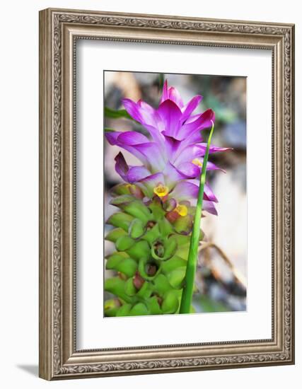 Turmeric Flower, Kerala, India, Asia-Martin Child-Framed Photographic Print