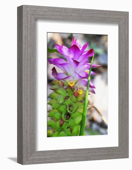 Turmeric Flower, Kerala, India, Asia-Martin Child-Framed Photographic Print