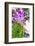 Turmeric Flower, Kerala, India, Asia-Martin Child-Framed Photographic Print