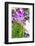 Turmeric Flower, Kerala, India, Asia-Martin Child-Framed Photographic Print