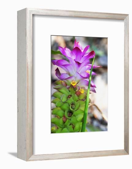 Turmeric Flower, Kerala, India, Asia-Martin Child-Framed Photographic Print