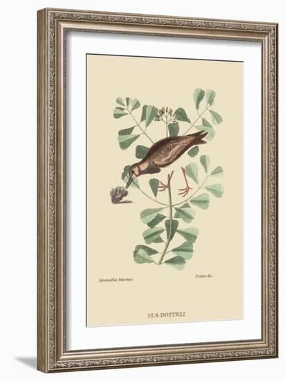 Turn Stone or Sea Dottrel-Mark Catesby-Framed Art Print