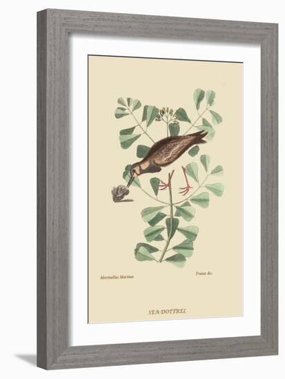 Turn Stone or Sea Dottrel-Mark Catesby-Framed Art Print