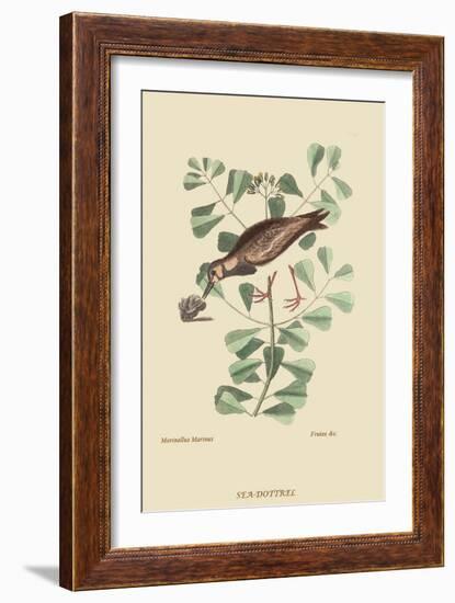 Turn Stone or Sea Dottrel-Mark Catesby-Framed Art Print