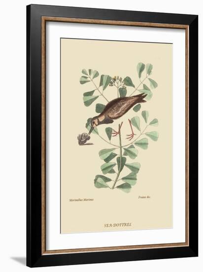 Turn Stone or Sea Dottrel-Mark Catesby-Framed Art Print