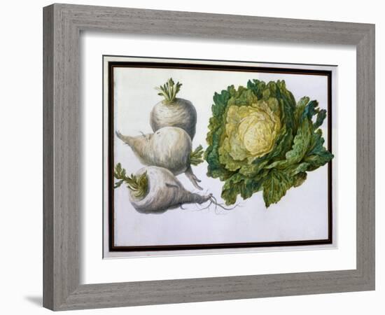 Turnip, Cabbage-Claude Aubriet-Framed Giclee Print