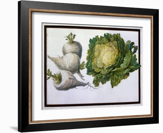 Turnip, Cabbage-Claude Aubriet-Framed Giclee Print