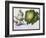 Turnip, Cabbage-Claude Aubriet-Framed Giclee Print