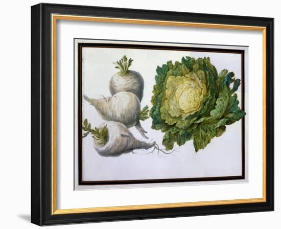 Turnip, Cabbage-Claude Aubriet-Framed Giclee Print