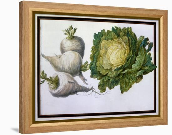 Turnip, Cabbage-Claude Aubriet-Framed Premier Image Canvas