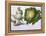 Turnip, Cabbage-Claude Aubriet-Framed Premier Image Canvas