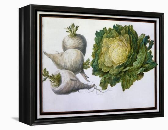 Turnip, Cabbage-Claude Aubriet-Framed Premier Image Canvas