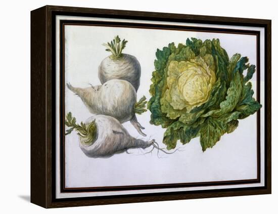 Turnip, Cabbage-Claude Aubriet-Framed Premier Image Canvas