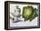 Turnip, Cabbage-Claude Aubriet-Framed Premier Image Canvas