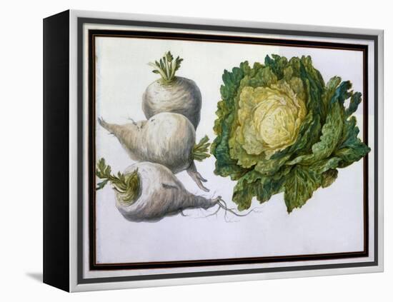 Turnip, Cabbage-Claude Aubriet-Framed Premier Image Canvas