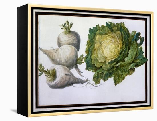 Turnip, Cabbage-Claude Aubriet-Framed Premier Image Canvas