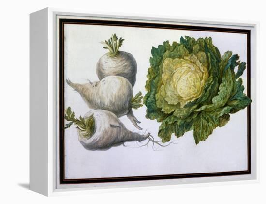 Turnip, Cabbage-Claude Aubriet-Framed Premier Image Canvas
