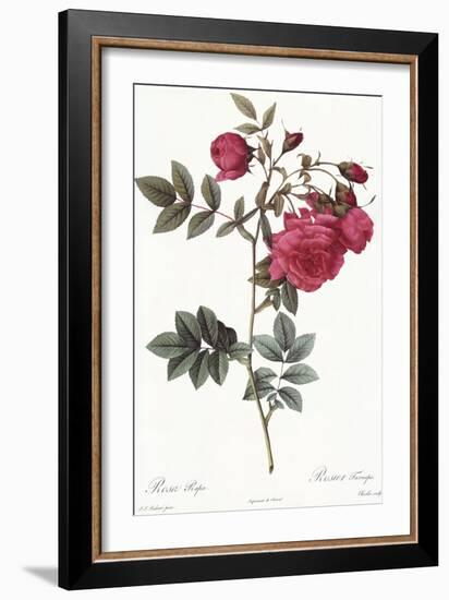 Turnip Roses, Rosa Rapa Flore Semipleno-Pierre Joseph Redoute-Framed Giclee Print