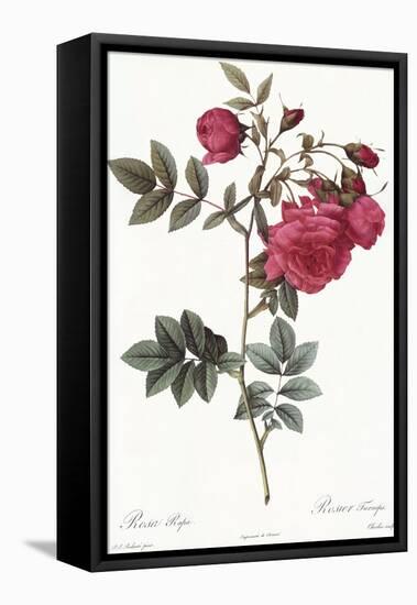Turnip Roses, Rosa Rapa Flore Semipleno-Pierre Joseph Redoute-Framed Premier Image Canvas