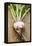 Turnip with Roots and Soil-Foodcollection-Framed Premier Image Canvas