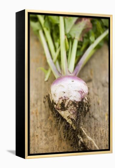 Turnip with Roots and Soil-Foodcollection-Framed Premier Image Canvas