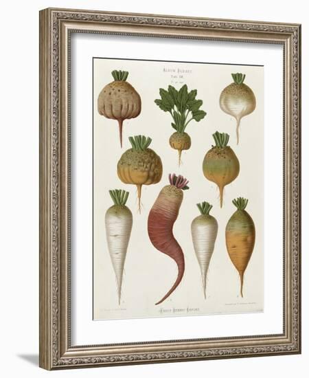 Turnips, from the "Album Benary", Tab. XIII, Brussels-null-Framed Giclee Print