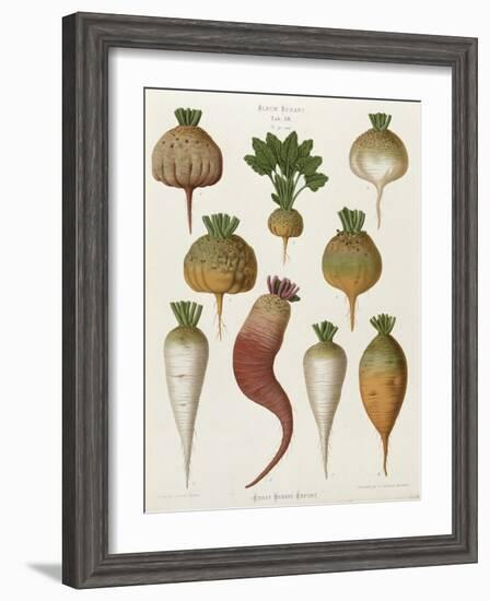 Turnips, from the "Album Benary", Tab. XIII, Brussels-null-Framed Giclee Print