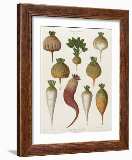 Turnips, from the "Album Benary", Tab. XIII, Brussels-null-Framed Giclee Print